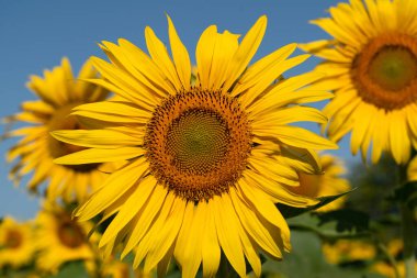 Açık mavi gökyüzü arka plan ayçiçeği  