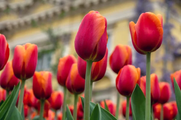 Nahaufnahme Von Roten Tulpen — Stockfoto