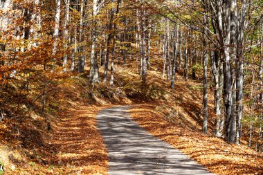 Mount Ormanı 'nda sonbahar yolu