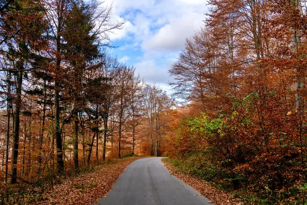 Jesienna Droga Lasach Górskich — Zdjęcie stockowe