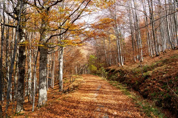 Podzimní Cesta Horském Lese — Stock fotografie