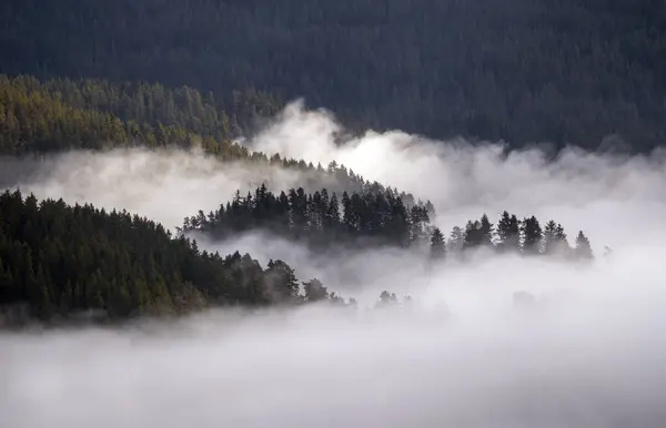 雾在保加利亚罗德普山脉的松树间滚滚而过 — 图库照片#