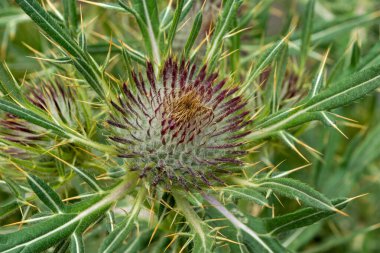 Eşeğin devedikenini kapat.