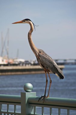 Palafox İskelesi, Pensacola, Florida 'da demiryolunda dinlenen bir Osprey manzarası