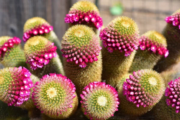 Helder Roze Bloemen Van Een Bloeiende Cactus Tuin Home Plant — Stockfoto