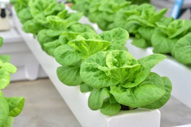 Sera salatasında bitki yetiştirmenin hidrofonik yöntemi