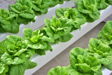 Sera salatasında bitki yetiştirmenin hidrofonik yöntemi