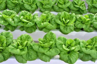 Sera salatasında bitki yetiştirmenin hidrofonik yöntemi