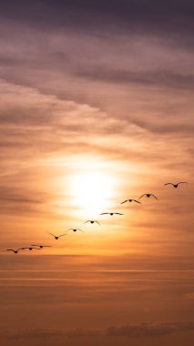 Gün batımında canlı turuncu gökyüzüne karşı siluetler oluşturulmuş kuşlar..