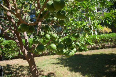 Olgunlaşmamış yeşil portakallar ağaçta