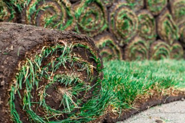 unrolled green roll of lawn on the background of a stack of other rolls clipart