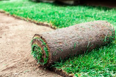 Yeşil bir çimenlikle kaplanmış toprak.