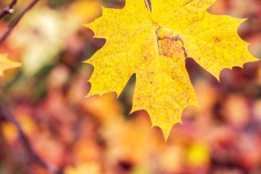 Arka plan olarak sonbahar yaprakları