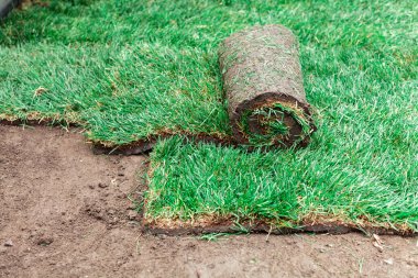 Yeşil bir çimenlikle kaplanmış toprak.