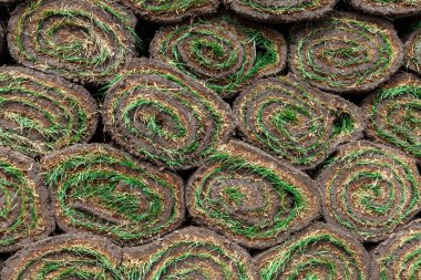 arka plan olarak yuvarlanan yeşil çimenler