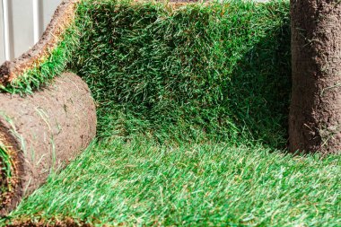 sarılmış yeşil çimenlik kaplama