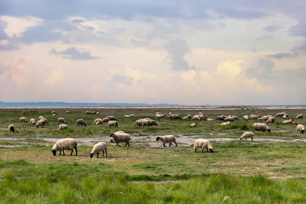 Deniz Kıyısındaki Bir Tarlada Otlayan Koyunlar Bretagne Kuzey Fransa Avrupa — Stok fotoğraf
