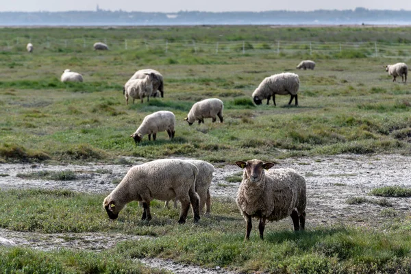 Stock image Sheep grazing in a field near the seashore, Bretagne, northern France, Europe