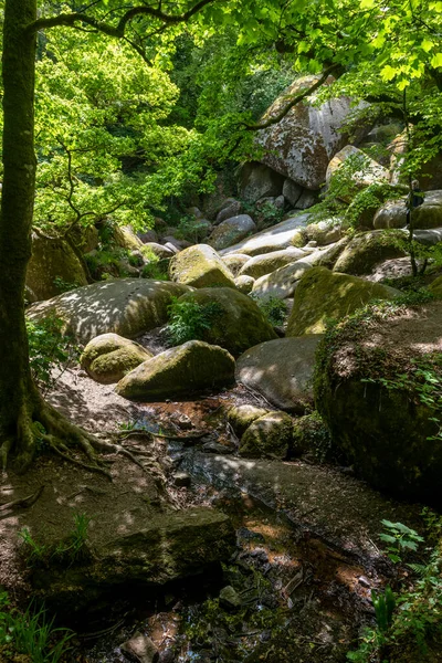 Уэльгоатский Лес Menage Felge Бриттани Франция Является Главным Местным Природным — стоковое фото