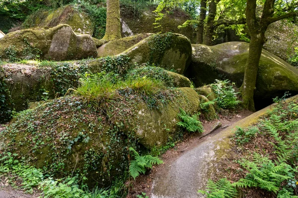 Уэльгоатский Лес Menage Felge Бриттани Франция Является Главным Местным Природным — стоковое фото