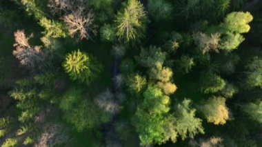 Warmia, Kuzey Polonya ve Avrupa 'daki yeşil yaz ormanlarının en iyi manzarası