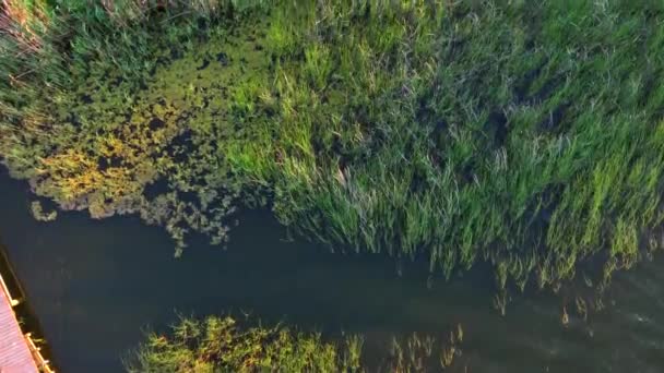 Водні Рослини Березі Озера Точки Зору Безпілотника — стокове відео