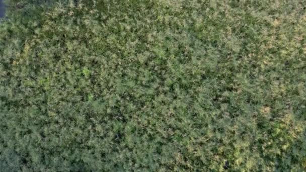 从无人飞机的角度来看湖滨的水生植物 — 图库视频影像