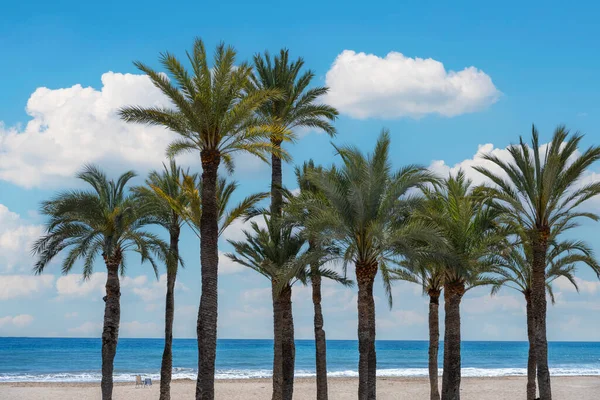 Φοινικόδεντρο Στην Παραλία Της Μεσογείου Vila Joiosa Alicante Ισπανία — Φωτογραφία Αρχείου