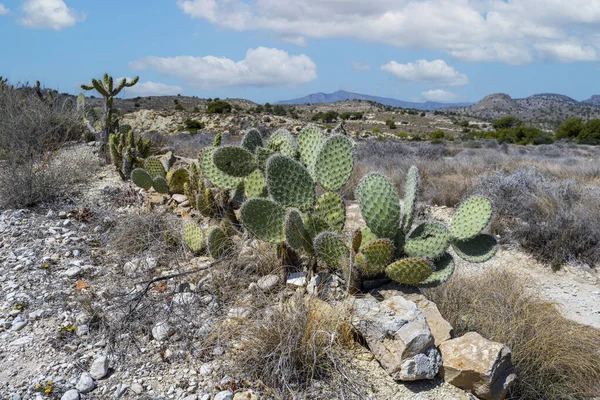 Kaktusy Poušti Španělska Villajoyosy Pobřežní Město Provincii Alicante Valencijské Společenství — Stock fotografie