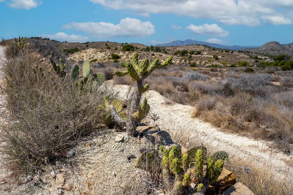 Cacti Deșertul Spaniei Lângă Villajoyosa Oraș Coastă Din Provincia Alicante — Fotografie, imagine de stoc