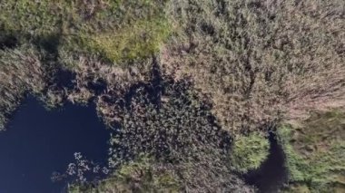 Varşova, Polonya, Avrupa yakınlarındaki Jacek adlı Ulusal Park Bataklığının havadan görünüşü