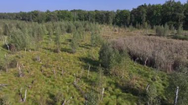 Varşova, Polonya, Avrupa yakınlarındaki Jacek adlı Ulusal Park Bataklığının havadan görünüşü