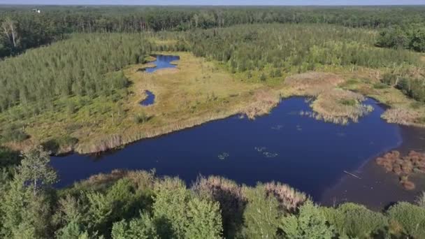 Aerial Top View National Park Swamp Called Jacek Warsaw Poland — Stock Video