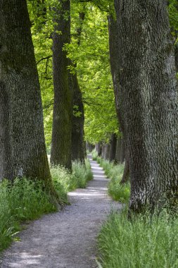 Murnau am Staffelsee 'de Kottmullerallee, Blaues Land, Yukarı Bavyera, Güney Almanya, Avrupa