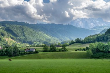 Idyllic summer landscape in the Alps with fresh green mountain pastures and snow-capped mountain tops in the background, Nationalpark Berchtesgadener Land, Bavaria, Germany clipart