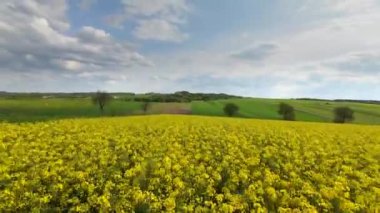 Bir FPV insansız hava aracından sarı bir kolza çekirdeği tarlası üzerinde uçmak