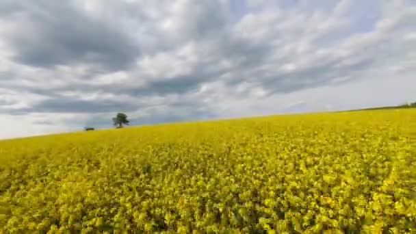 Flight Blooming Yellow Rapeseed Field Fpv Drone — Stock video