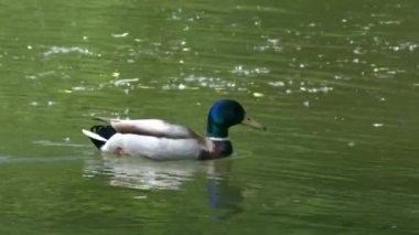 Vahşi ördekler, güneşli bir yaz gününde şehirdeki halka açık bir parkta gölette yüzerler.