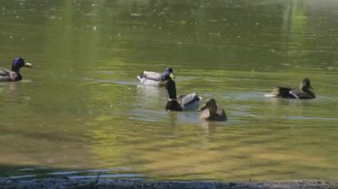 Vahşi ördekler, güneşli bir yaz gününde şehirdeki halka açık bir parkta gölette yüzerler.