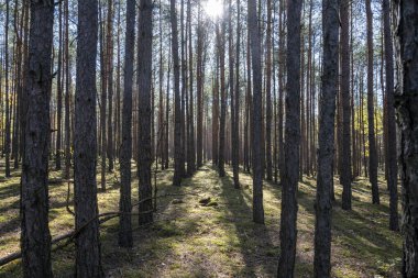 Ağaçların arasından süzülen güneş ışığı ve zemini kaplayan düşen yapraklarla sakin bir orman sahnesi..