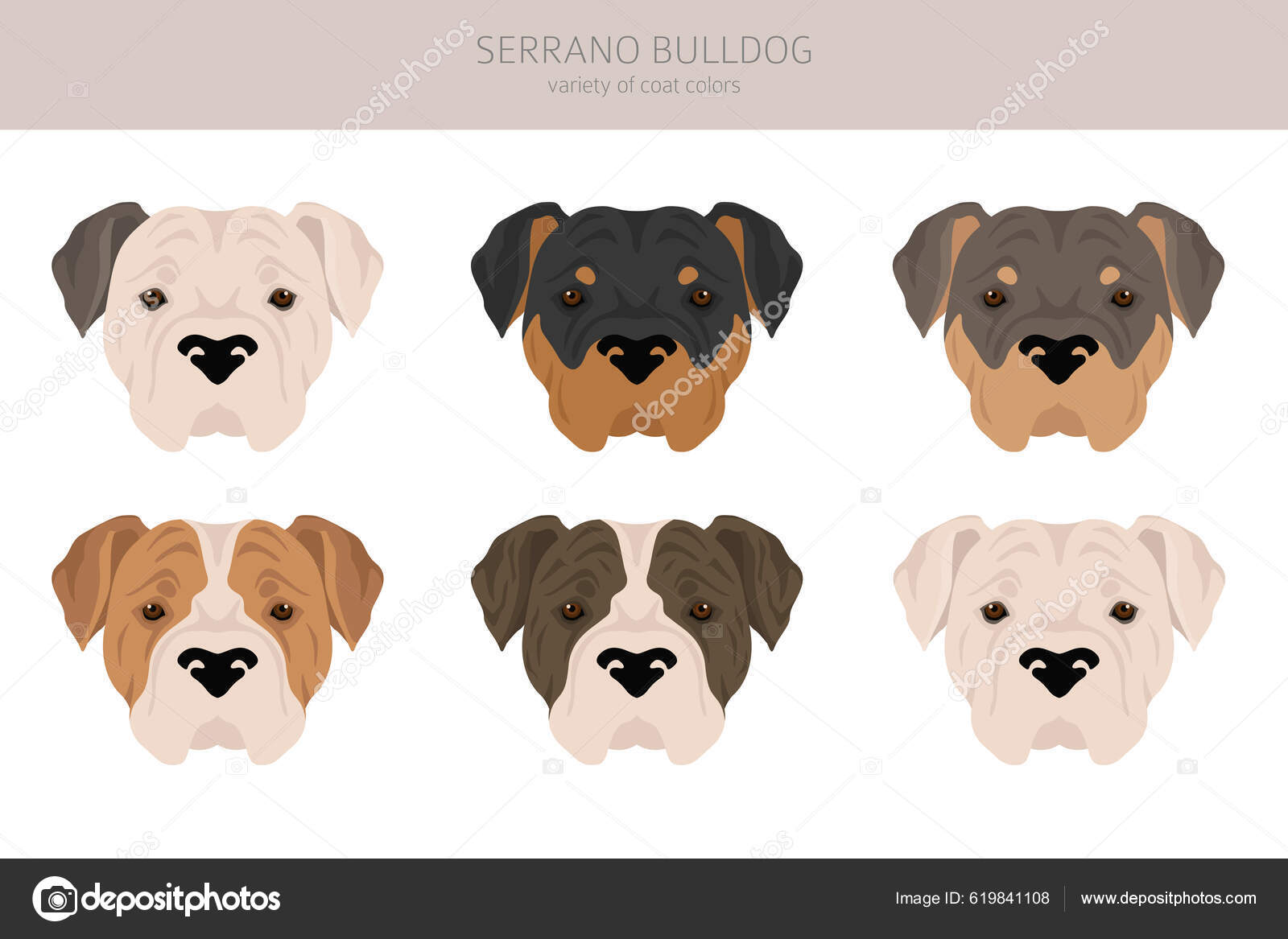 Serrano Bulldog Előfizető Minden Kabát Szín Beállítva Minden Kutya Fajták  Stock vektor: ©A7880S 619841108
