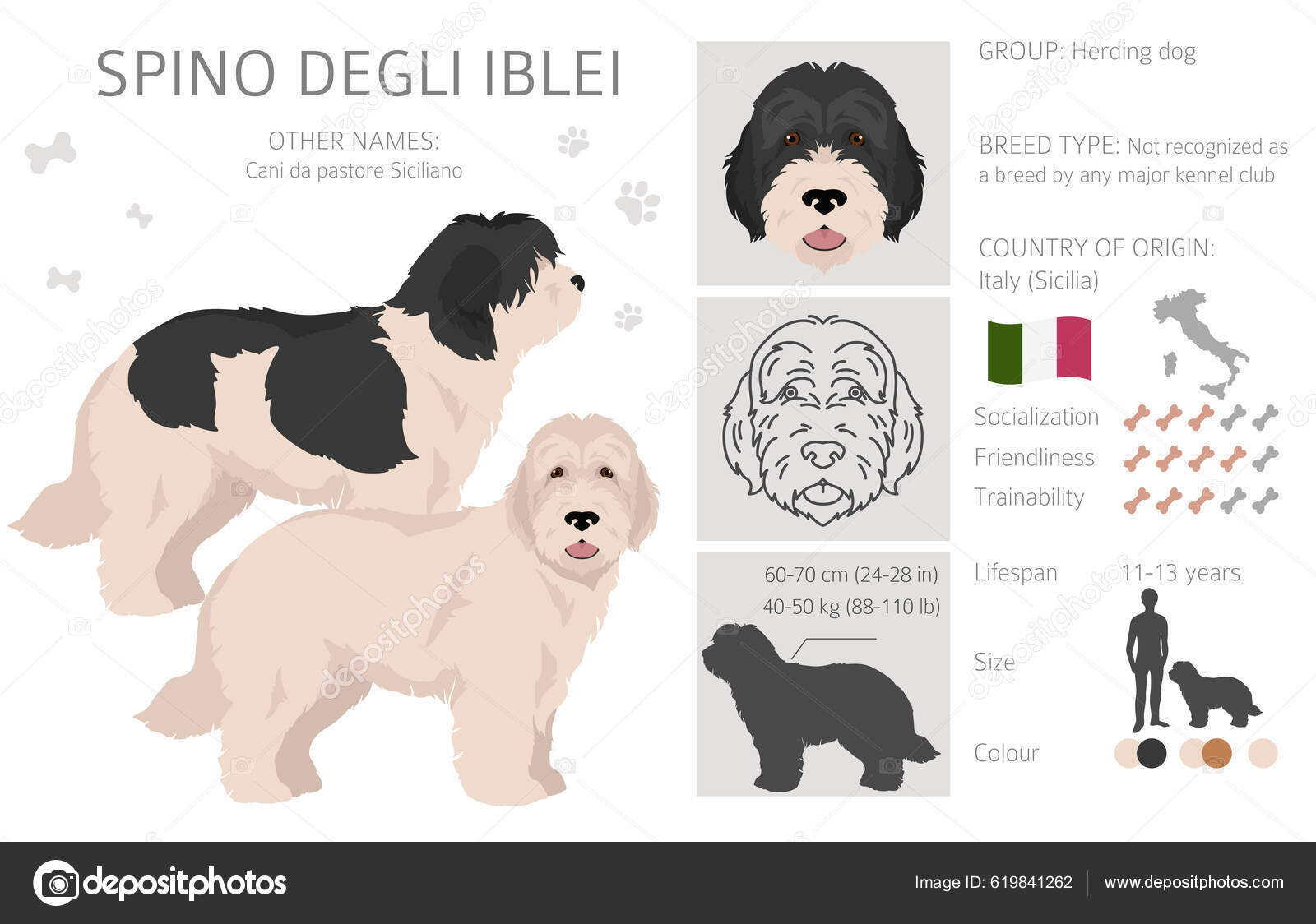 Spino Degli Iblei Clipart All Coat Colors Set All Dog Stock Vector