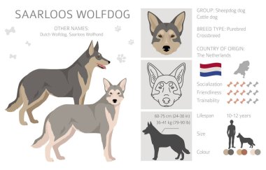 Saarlos Wolfdog klibisi. Tüm ceket renkleri ayarlandı. Bütün köpekler karakteristik bilgileri çoğaltır. Vektör illüstrasyonu