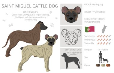 Aziz Miguel Sığır Köpeği Klübü. Tüm ceket renkleri ayarlandı. Bütün köpekler karakteristik bilgileri çoğaltır. Vektör illüstrasyonu