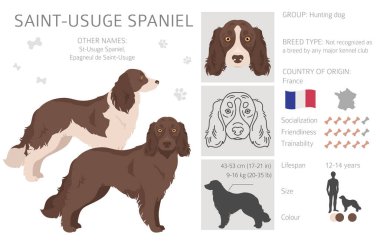 Aziz Olağan Spaniel tırnağı. Tüm ceket renkleri ayarlandı. Bütün köpekler karakteristik bilgileri çoğaltır. Vektör illüstrasyonu