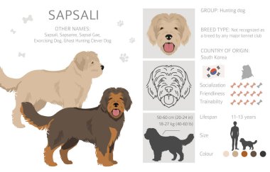Sapsali köpek klipsi. Tüm ceket renkleri ayarlandı. Bütün köpekler karakteristik bilgileri çoğaltır. Vektör illüstrasyonu