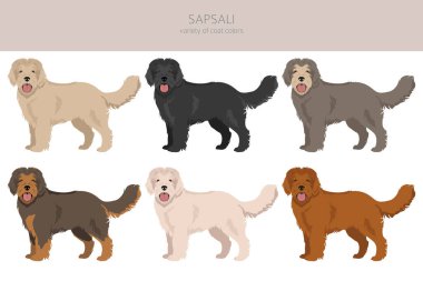 Sapsali köpek klipsi. Tüm ceket renkleri ayarlandı. Bütün köpekler karakteristik bilgileri çoğaltır. Vektör illüstrasyonu