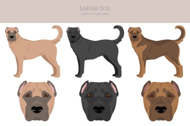 Sarabi köpeği, İranlı mastiff clipart. Tüm ceket renkleri ayarlandı. Bütün köpekler karakteristik bilgileri çoğaltır. Vektör illüstrasyonu