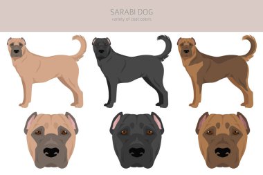 Sarabi dog, Iranian mastiff clipart. All coat colors set.  All dog breeds characteristics infographic. Vector illustration clipart