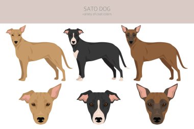 Sato köpek klipsi. Tüm ceket renkleri ayarlandı. Bütün köpekler karakteristik bilgileri çoğaltır. Vektör illüstrasyonu